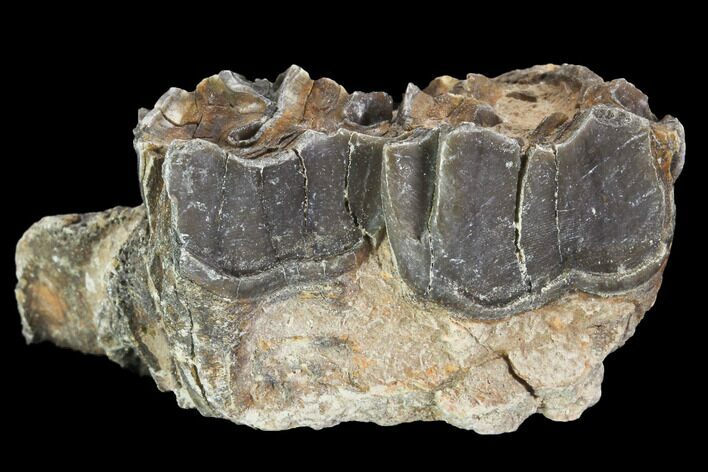 Hyracodon (Running Rhino) Jaw Section - South Dakota #99559